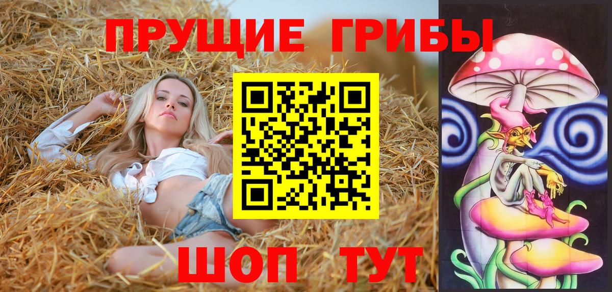 Псилоцибиновые грибы Psilocybine cubensis Сосновый Бор
